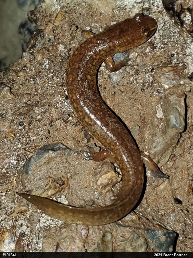 Northern Spring Salamander