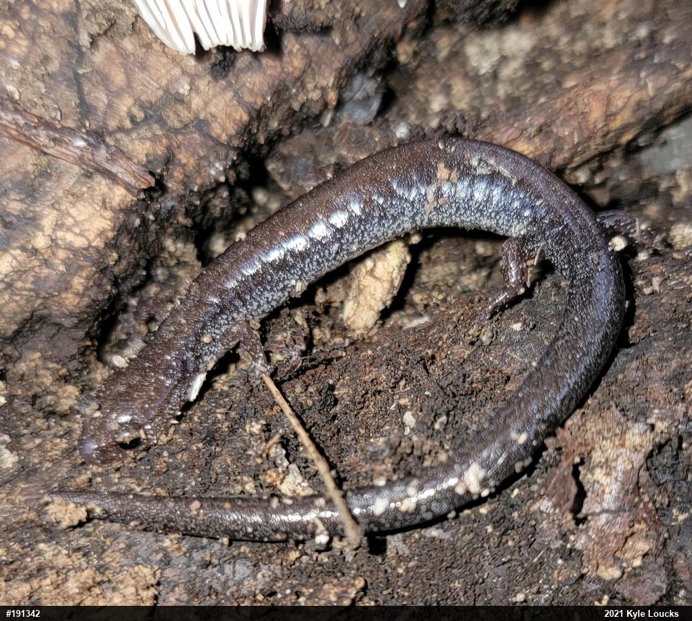 Eastern Red-backed  Salamander