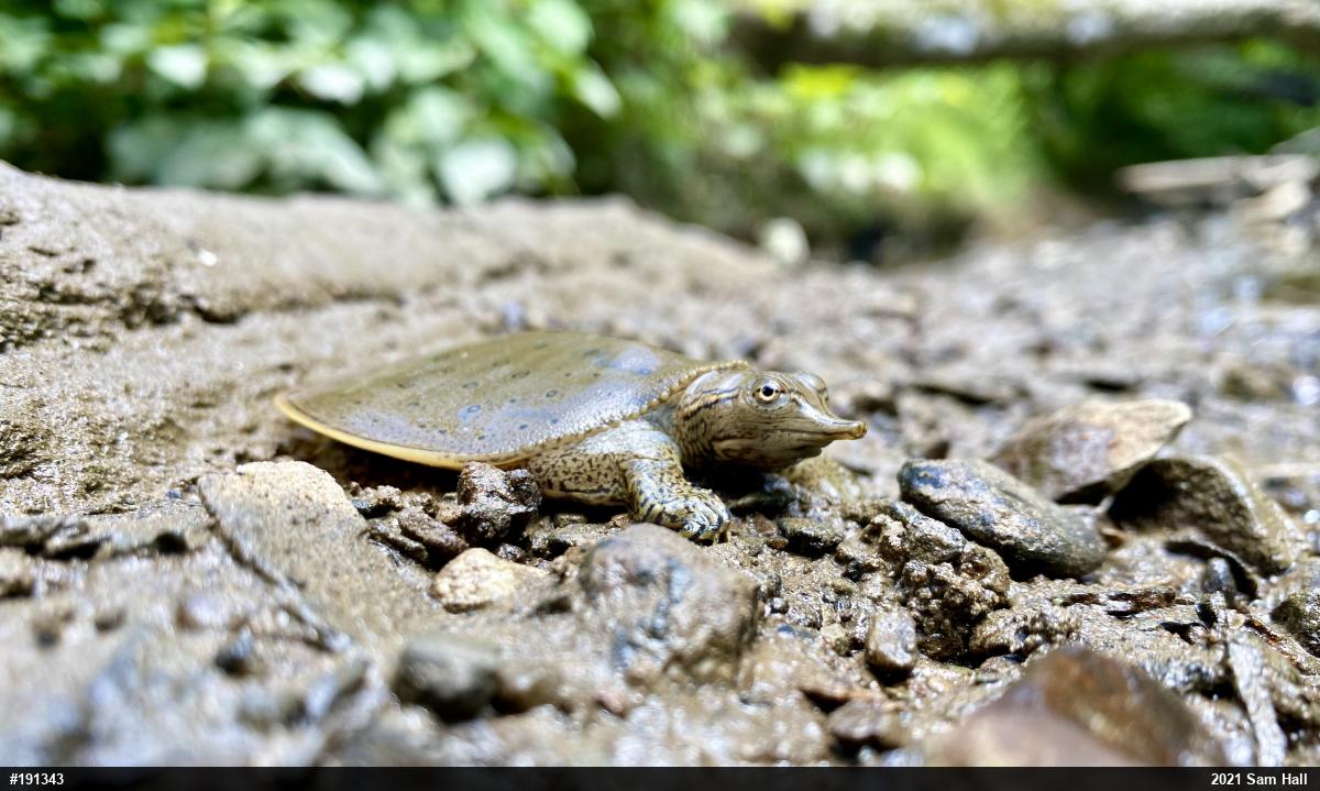 Eastern Spiny Softshell