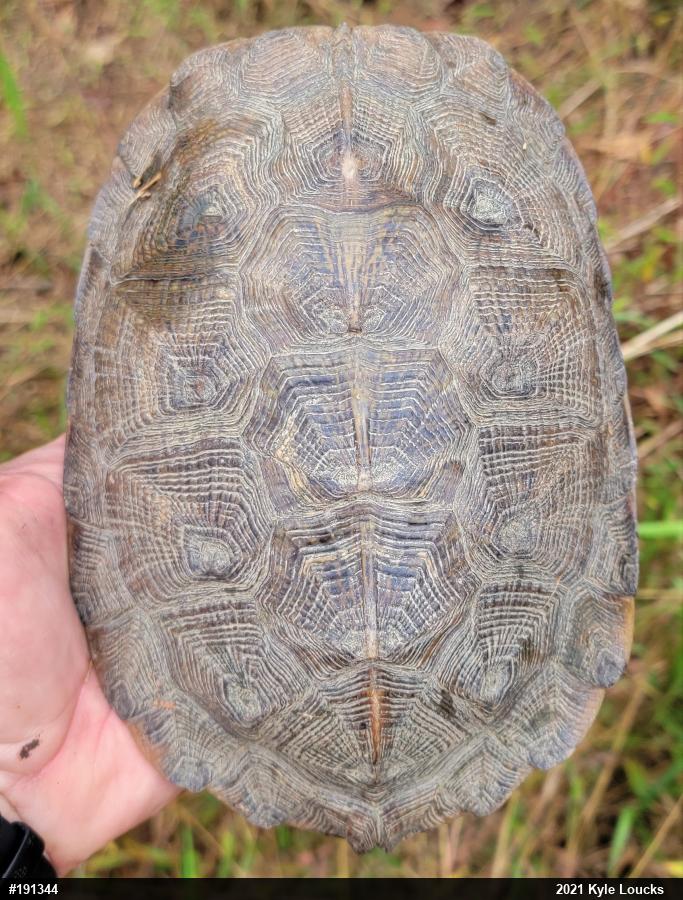 Wood Turtle