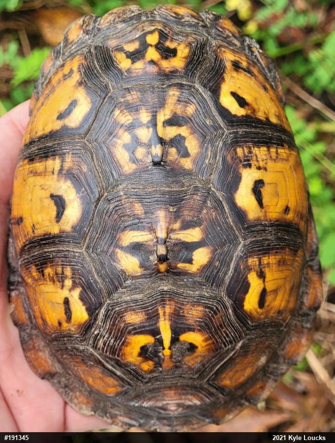 Eastern Box Turtle
