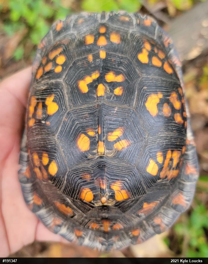 Eastern Box Turtle