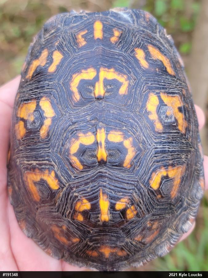 Eastern Box Turtle