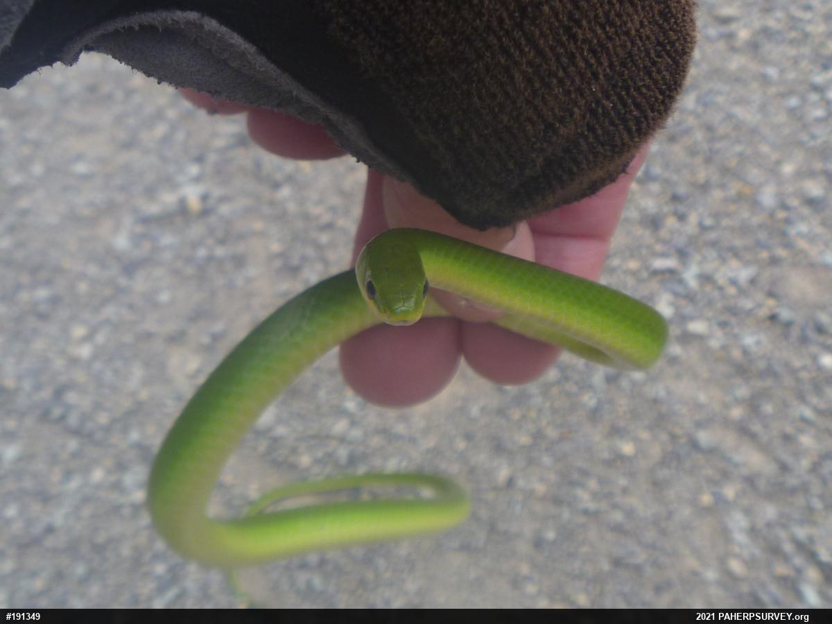 Smooth Greensnake
