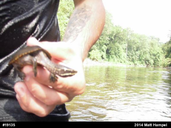 Eastern Musk Turtle