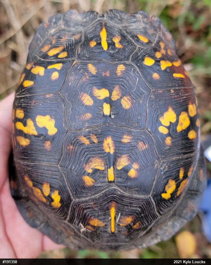 Eastern Box Turtle