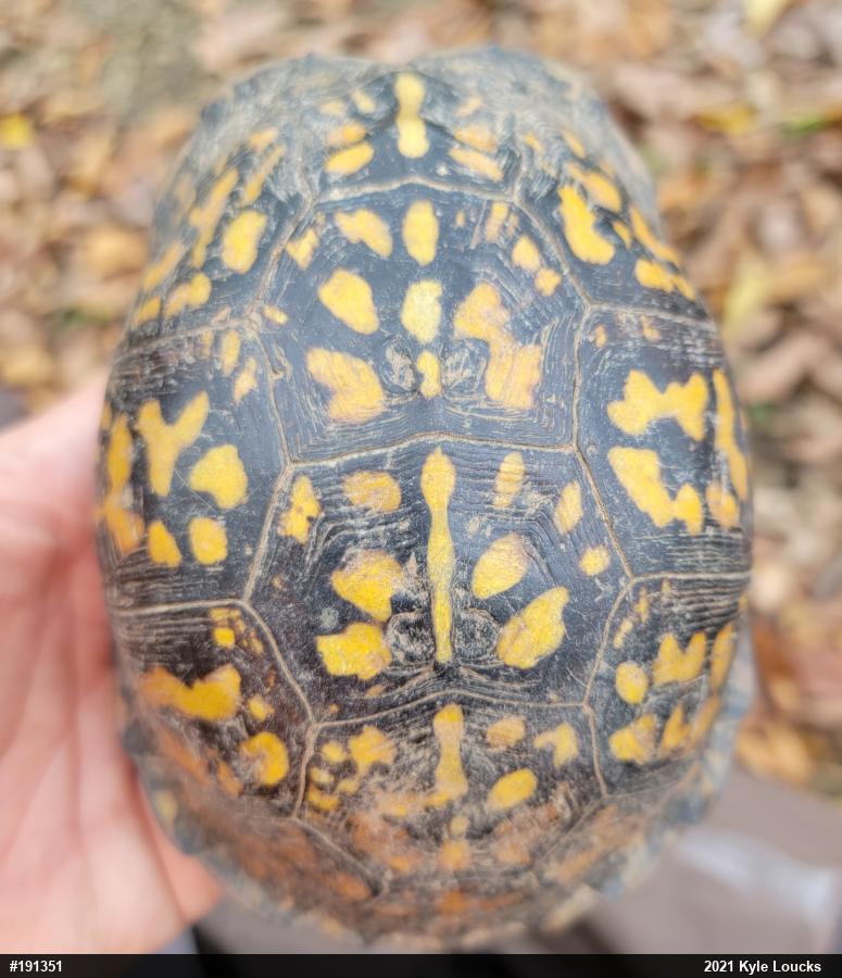 Eastern Box Turtle