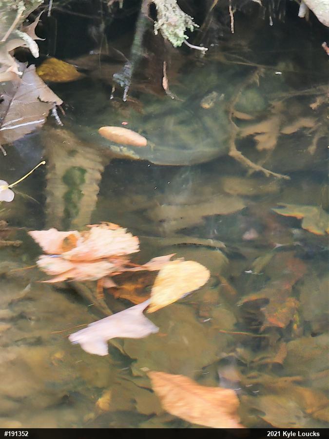 Snapping Turtle