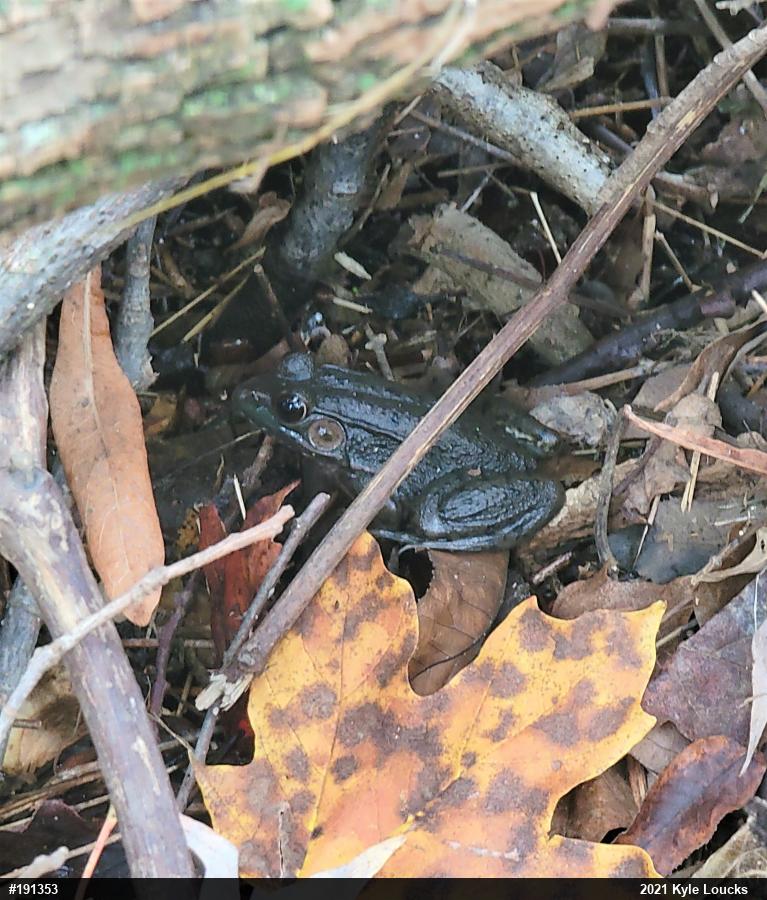 Green Frog