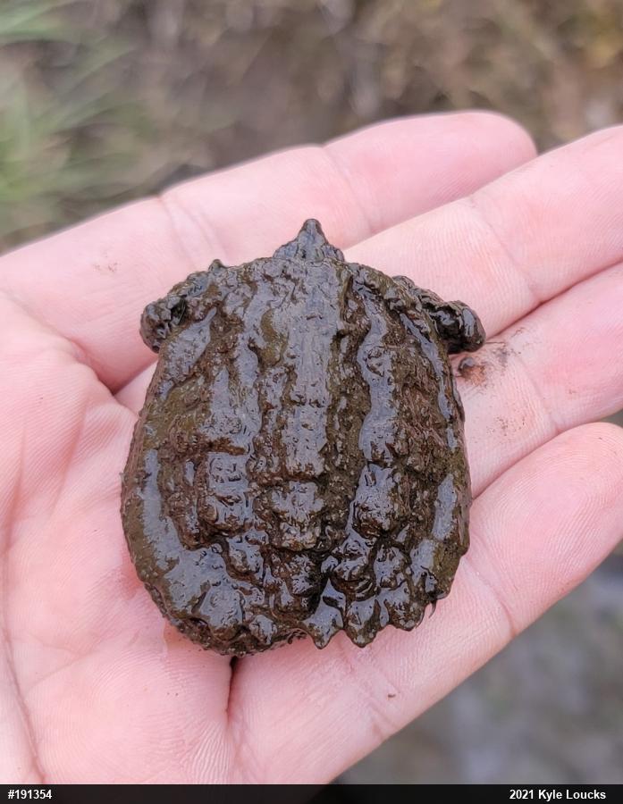 Snapping Turtle