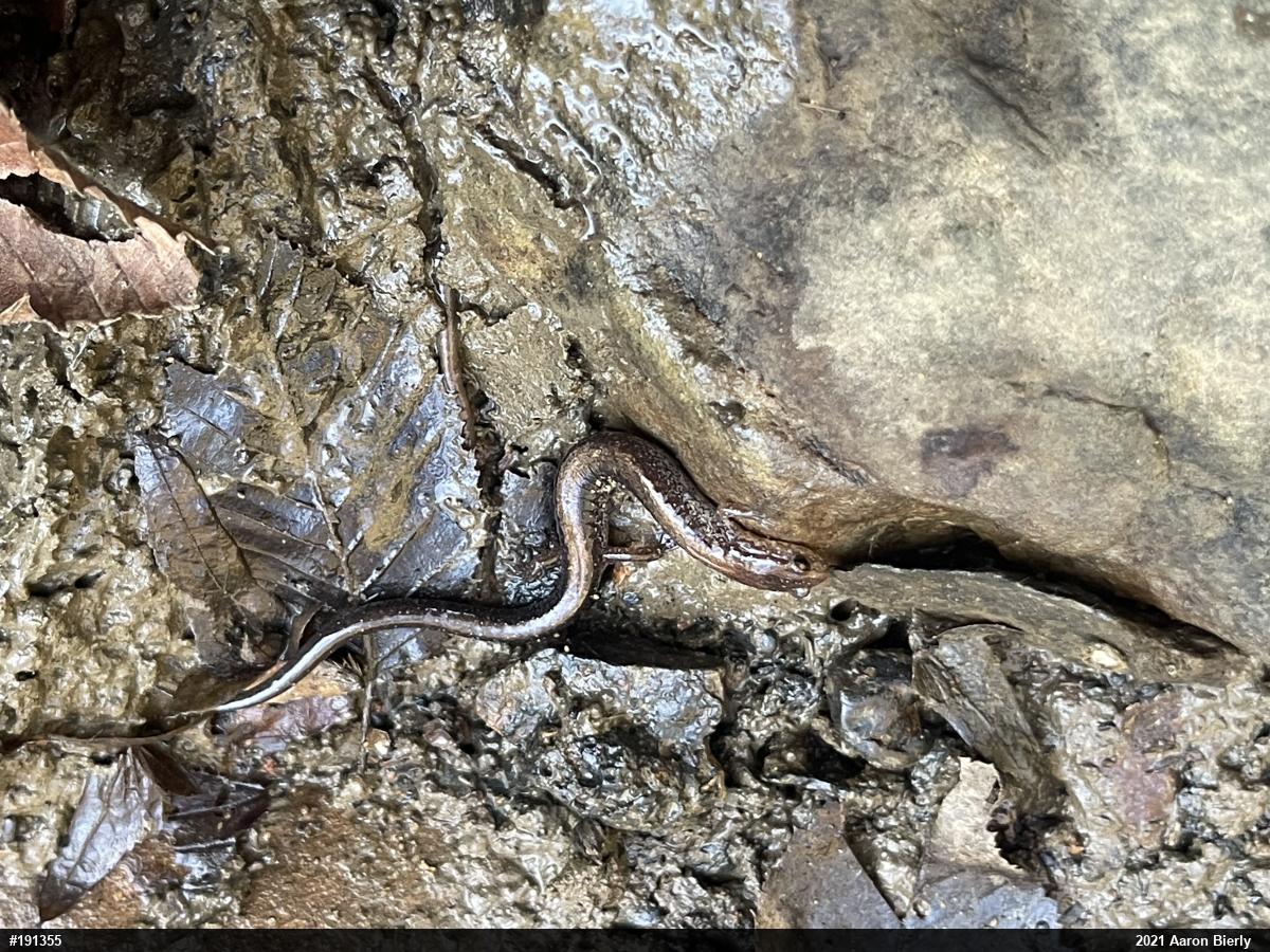 Eastern Red-backed  Salamander