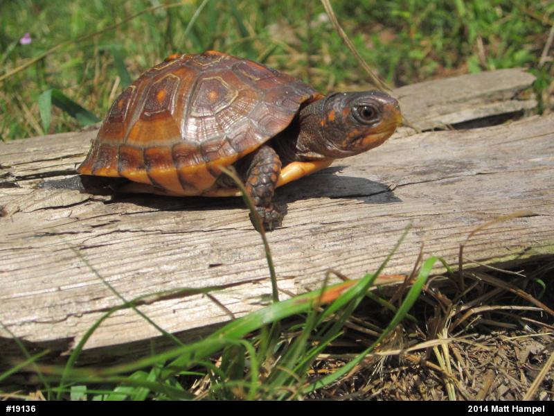 Eastern Box Turtle