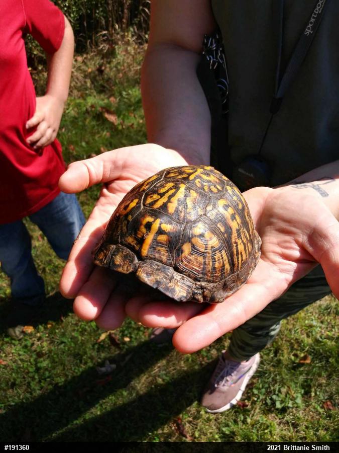Eastern Box Turtle