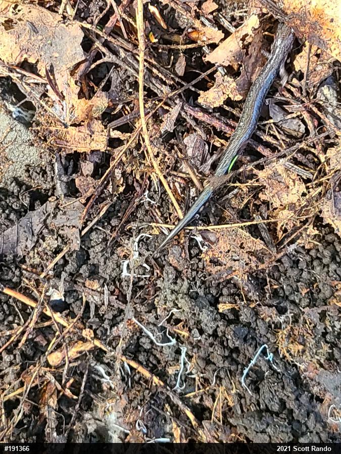 Eastern Red-backed  Salamander