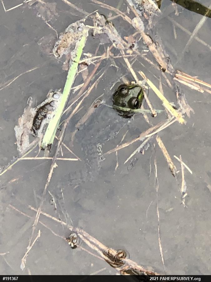 Green Frog