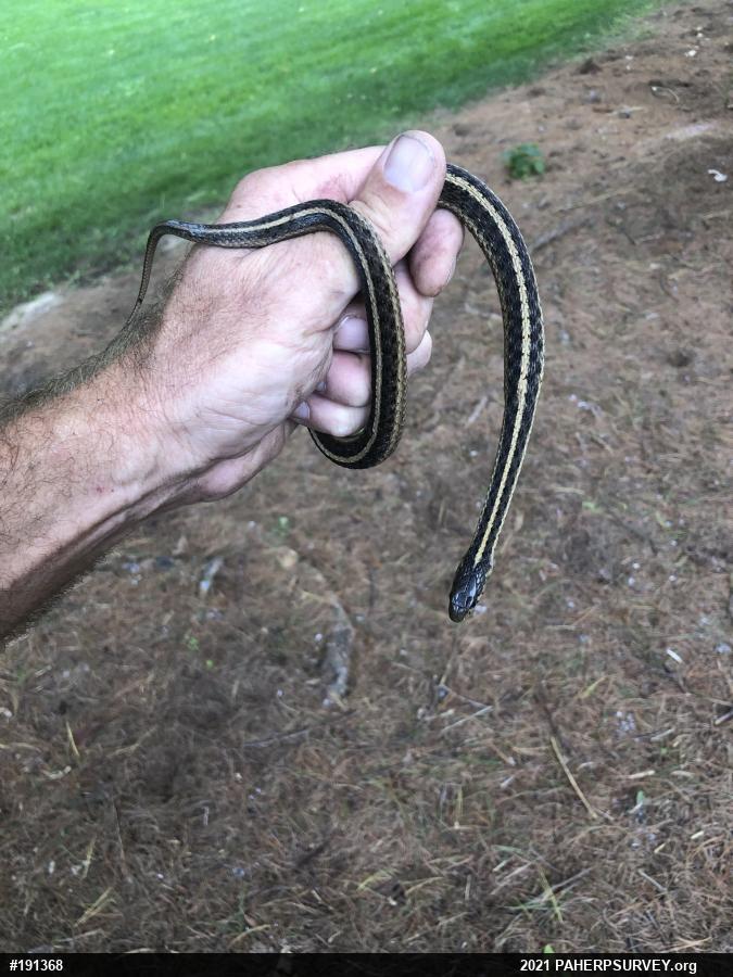 Eastern Gartersnake