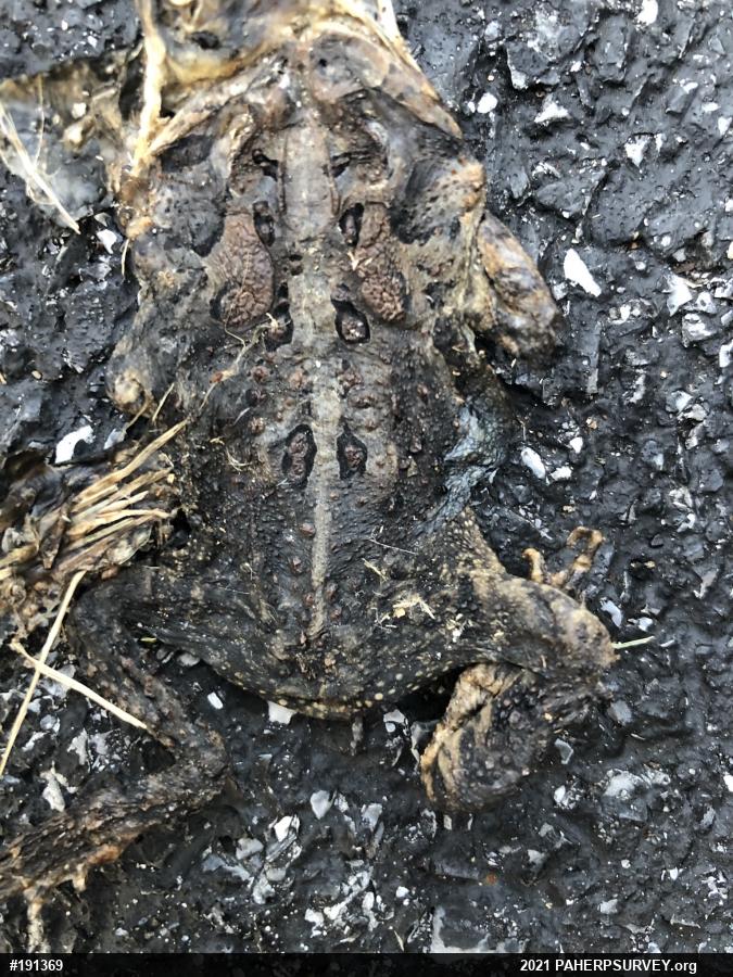 Eastern American Toad