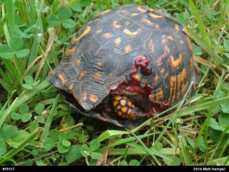 Eastern Box Turtle
