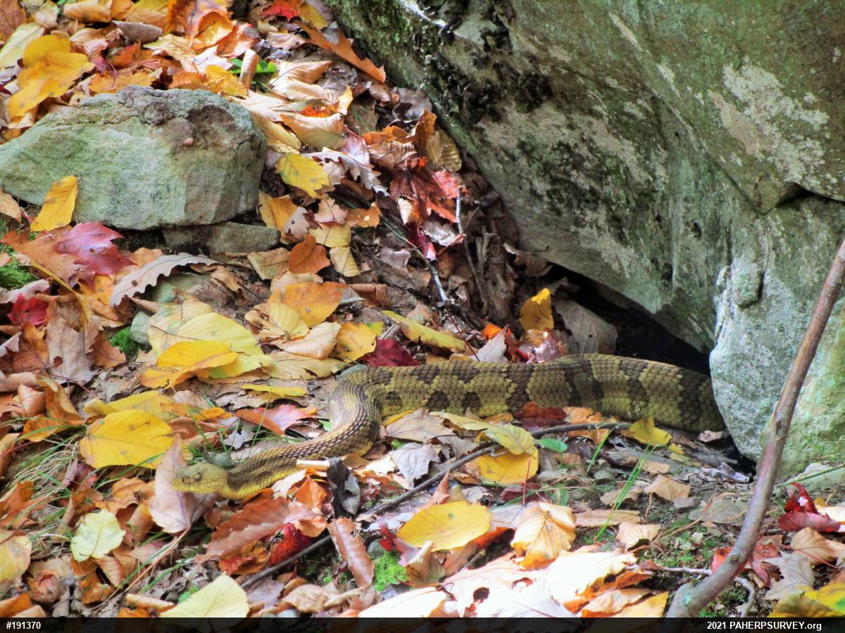 Timber Rattlesnake