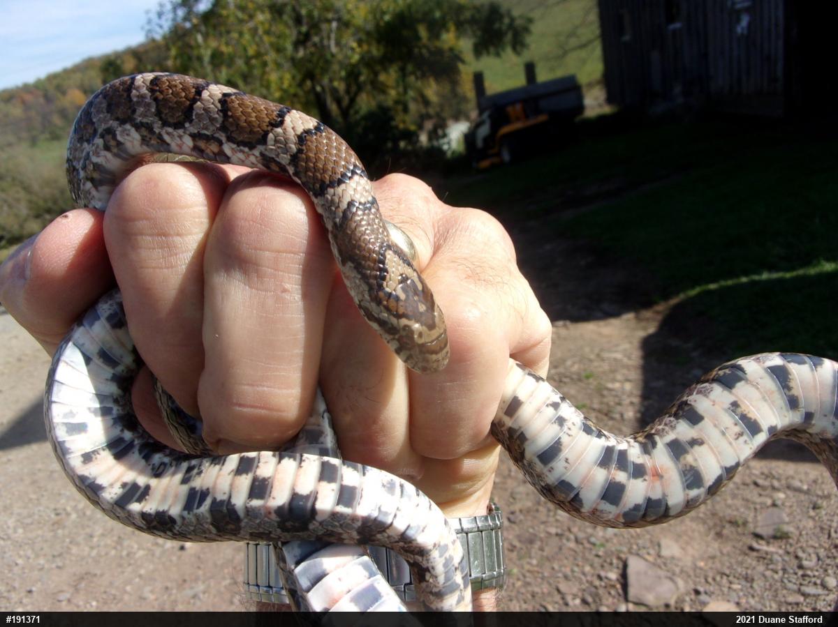 Eastern Milksnake