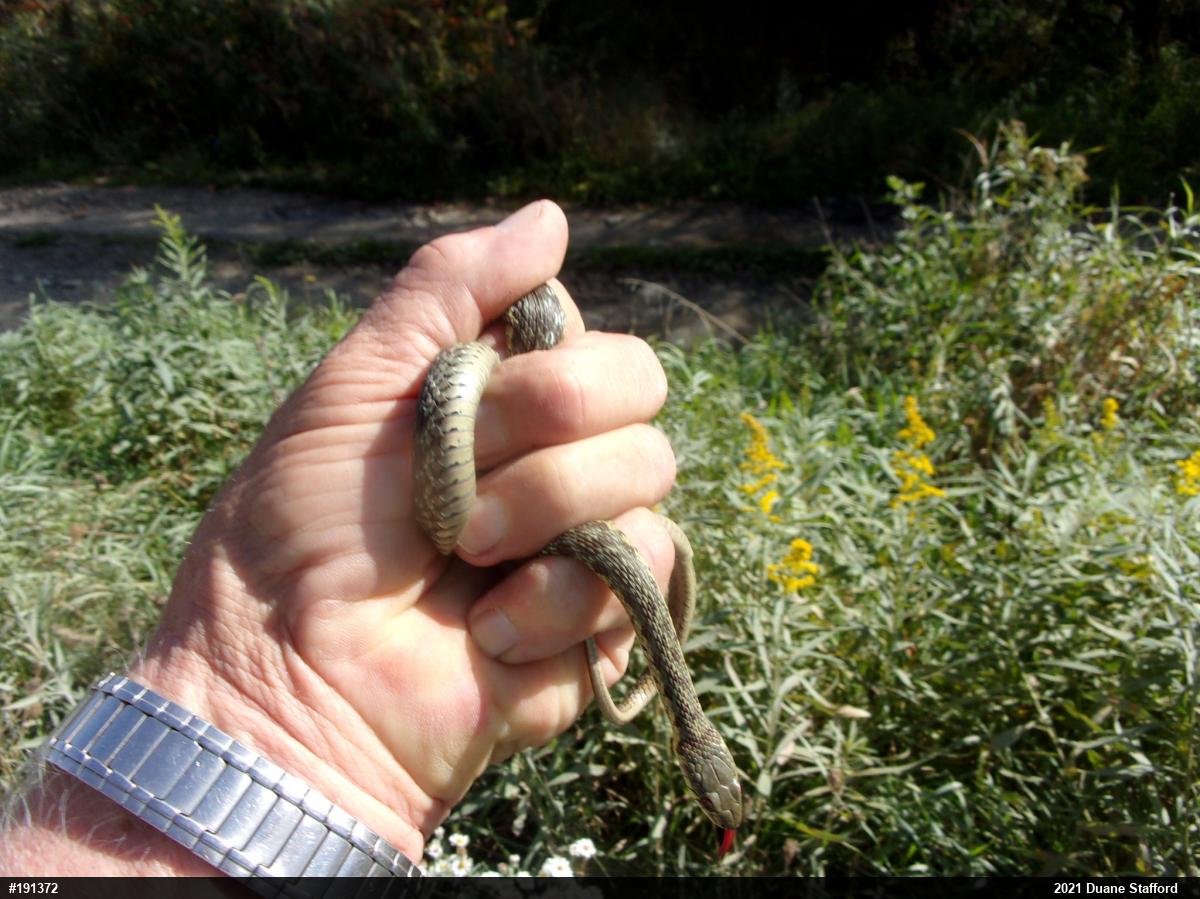 Eastern Gartersnake