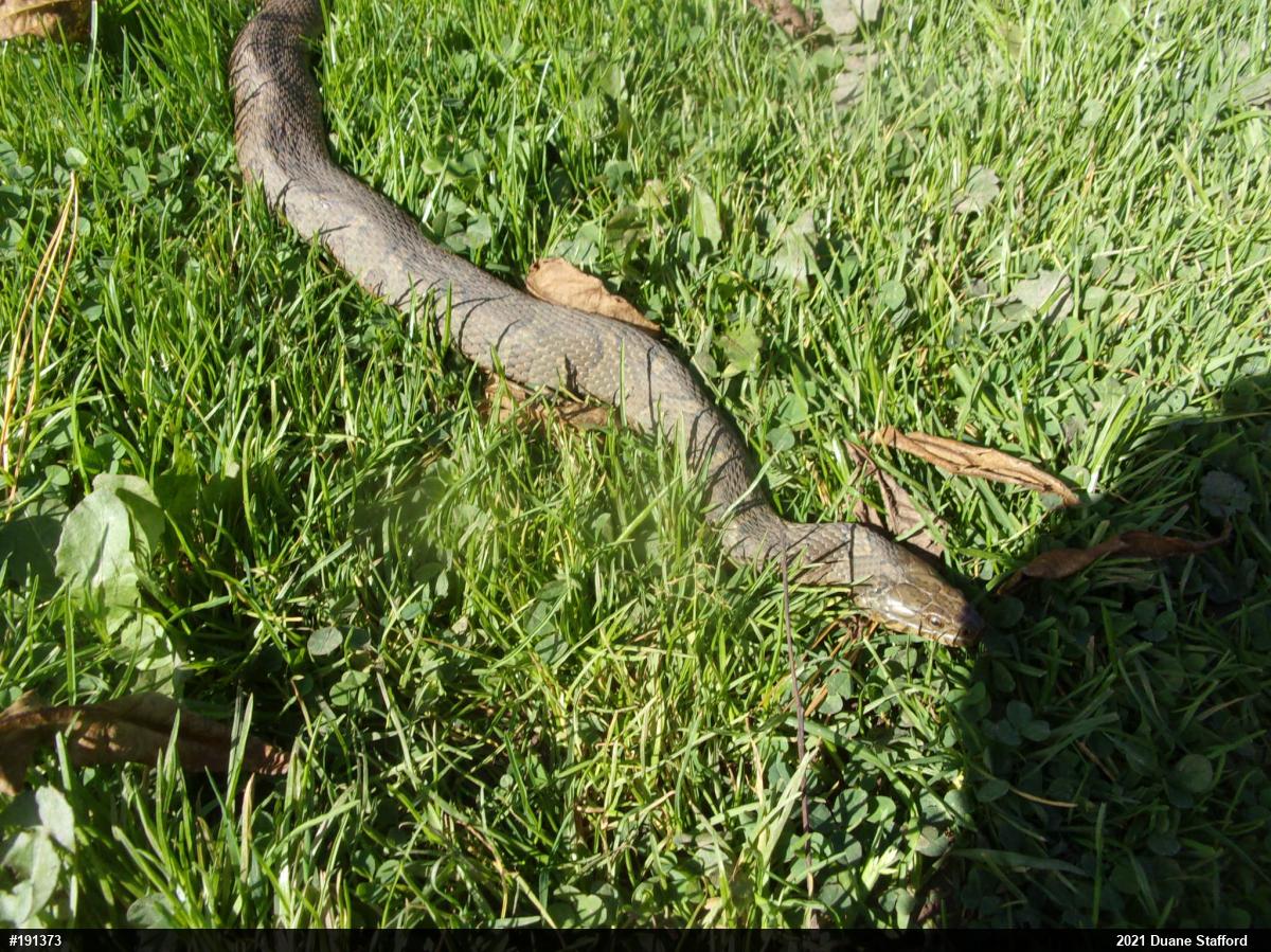 Northern Watersnake