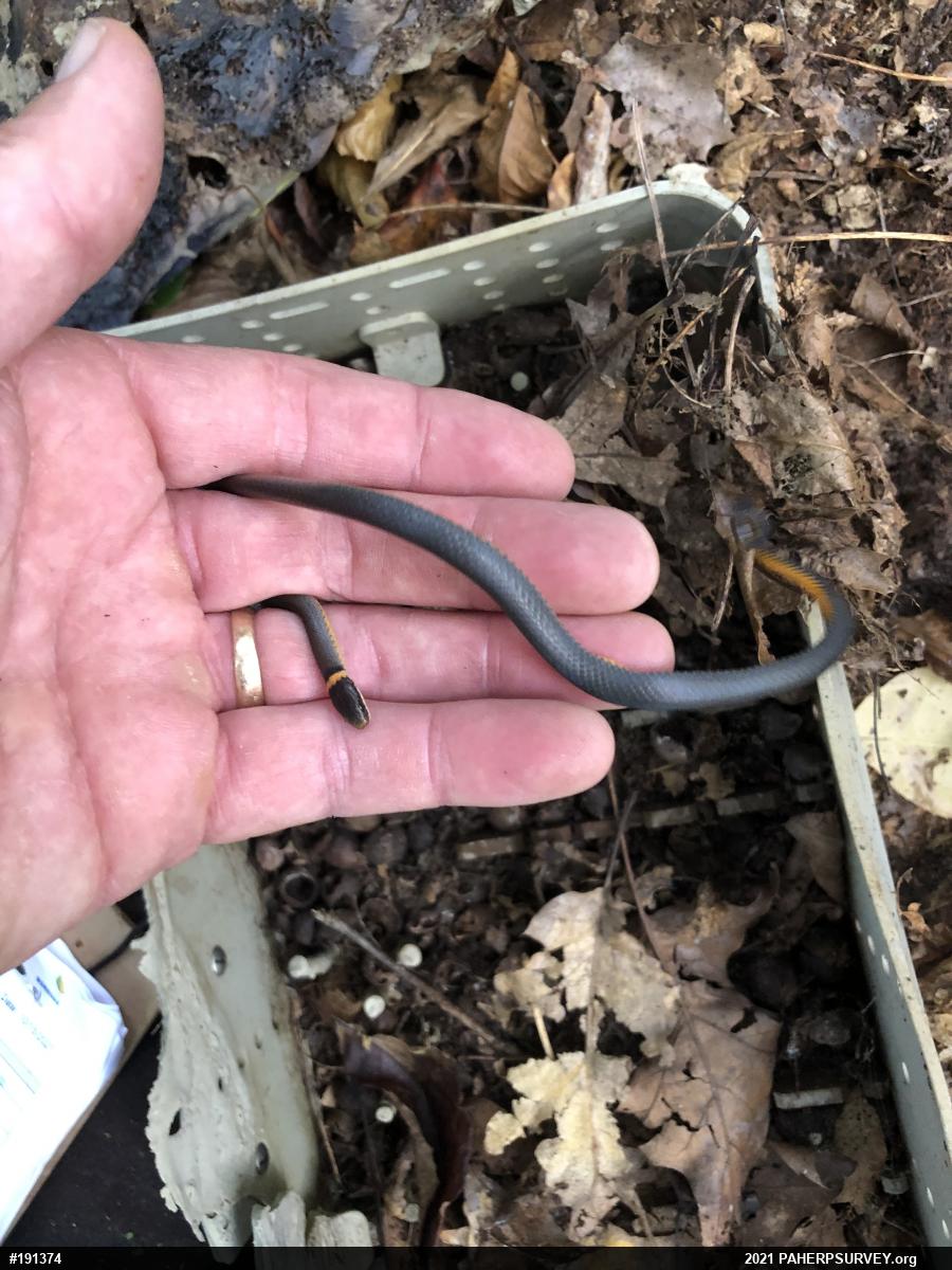 Northern Ring-necked Snake