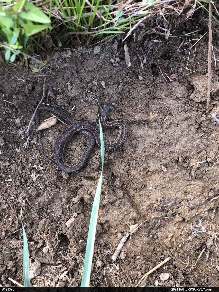 Eastern Gartersnake