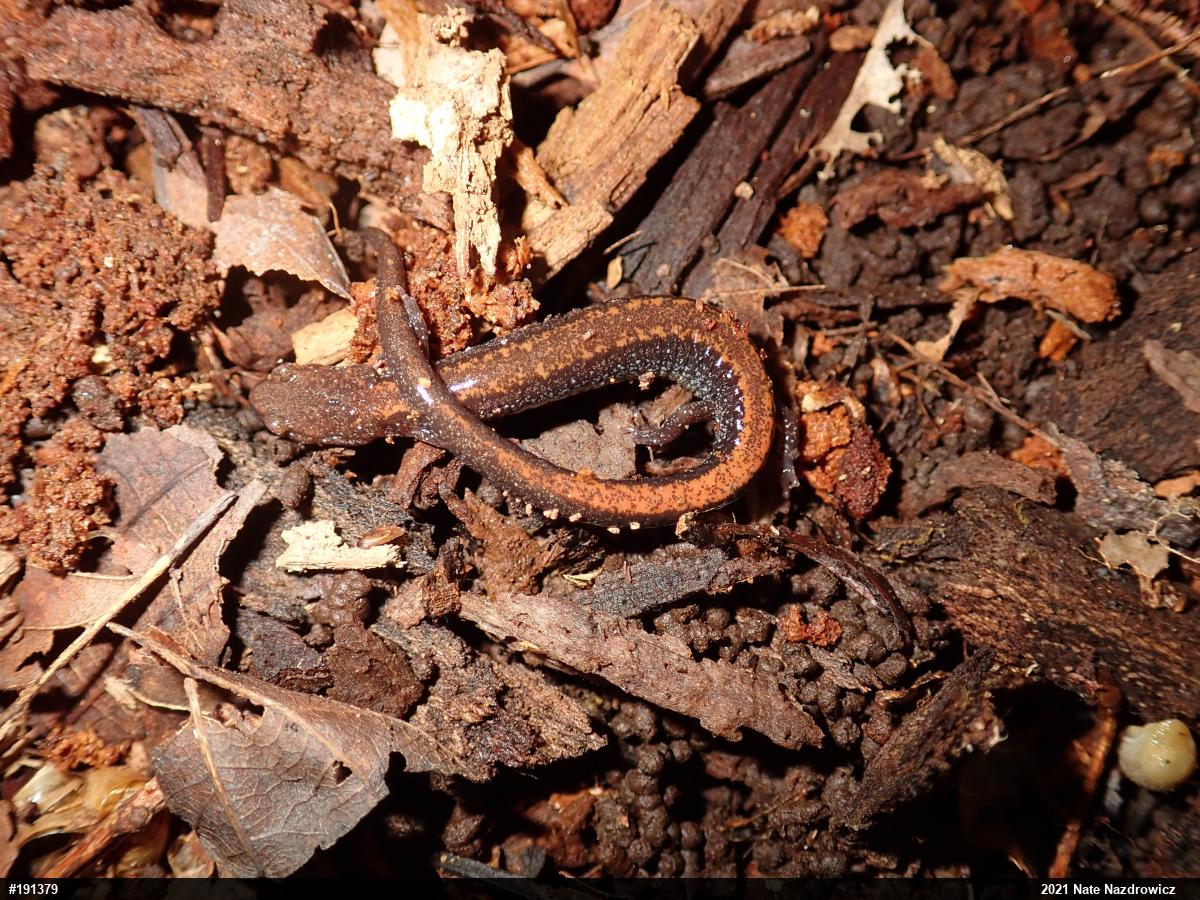 Eastern Red-backed  Salamander
