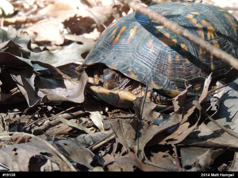 Eastern Box Turtle