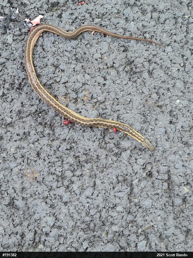 Eastern Gartersnake