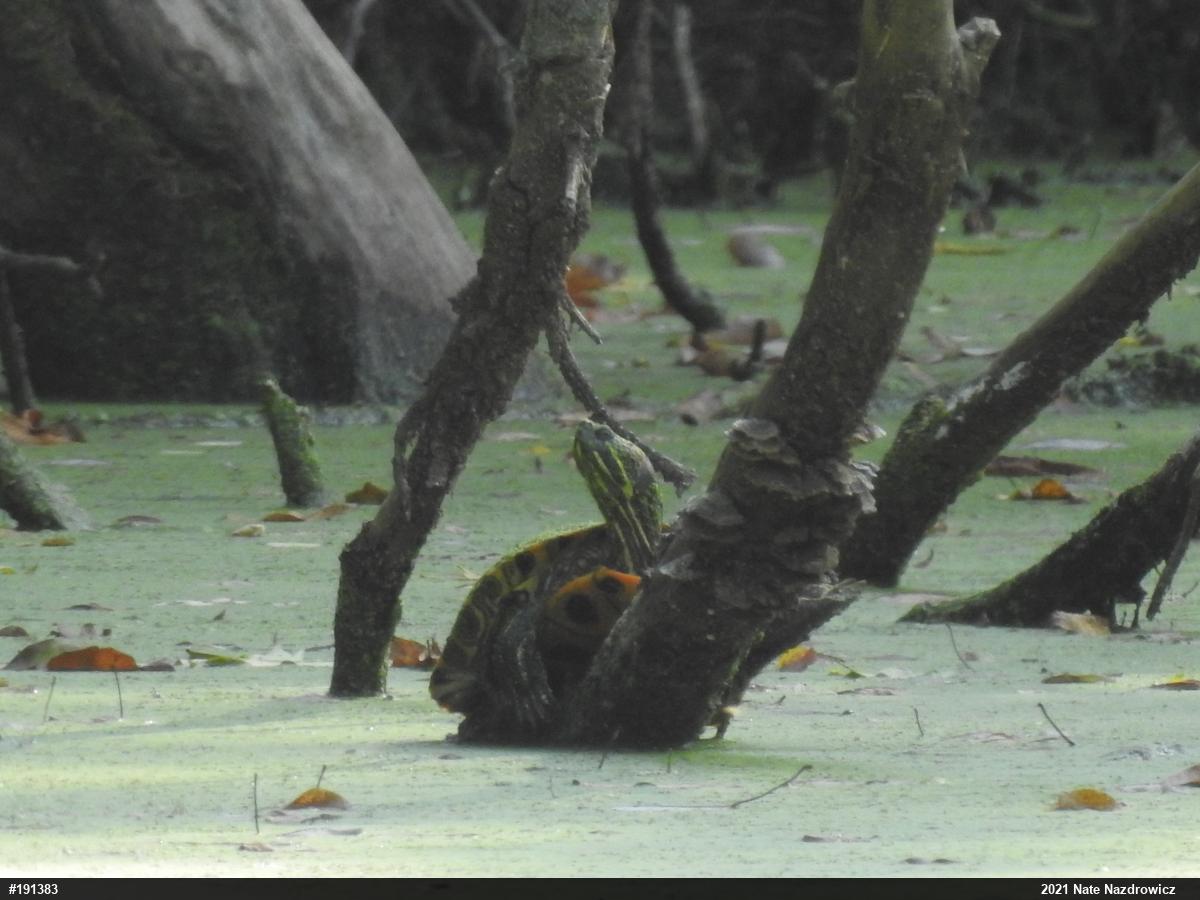 Red-eared Slider