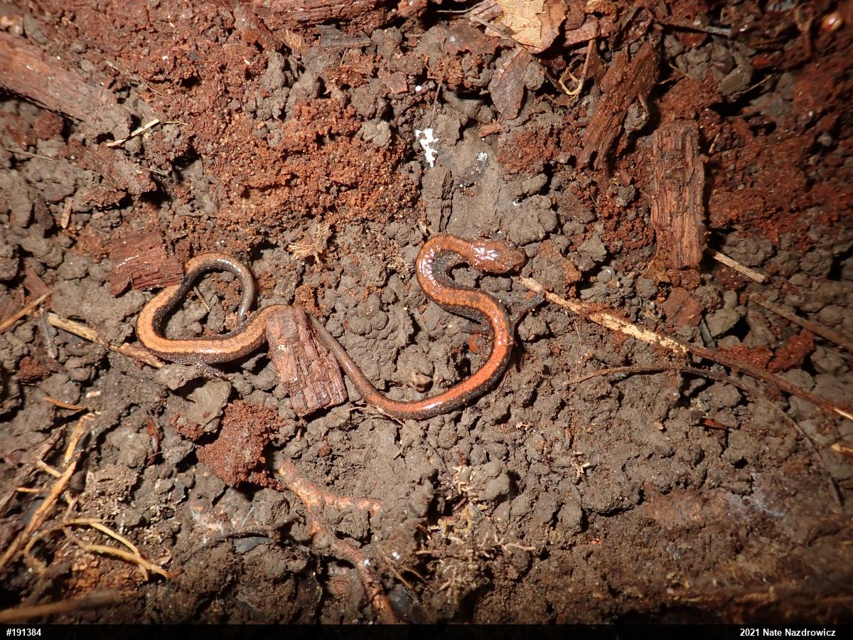 Eastern Red-backed  Salamander