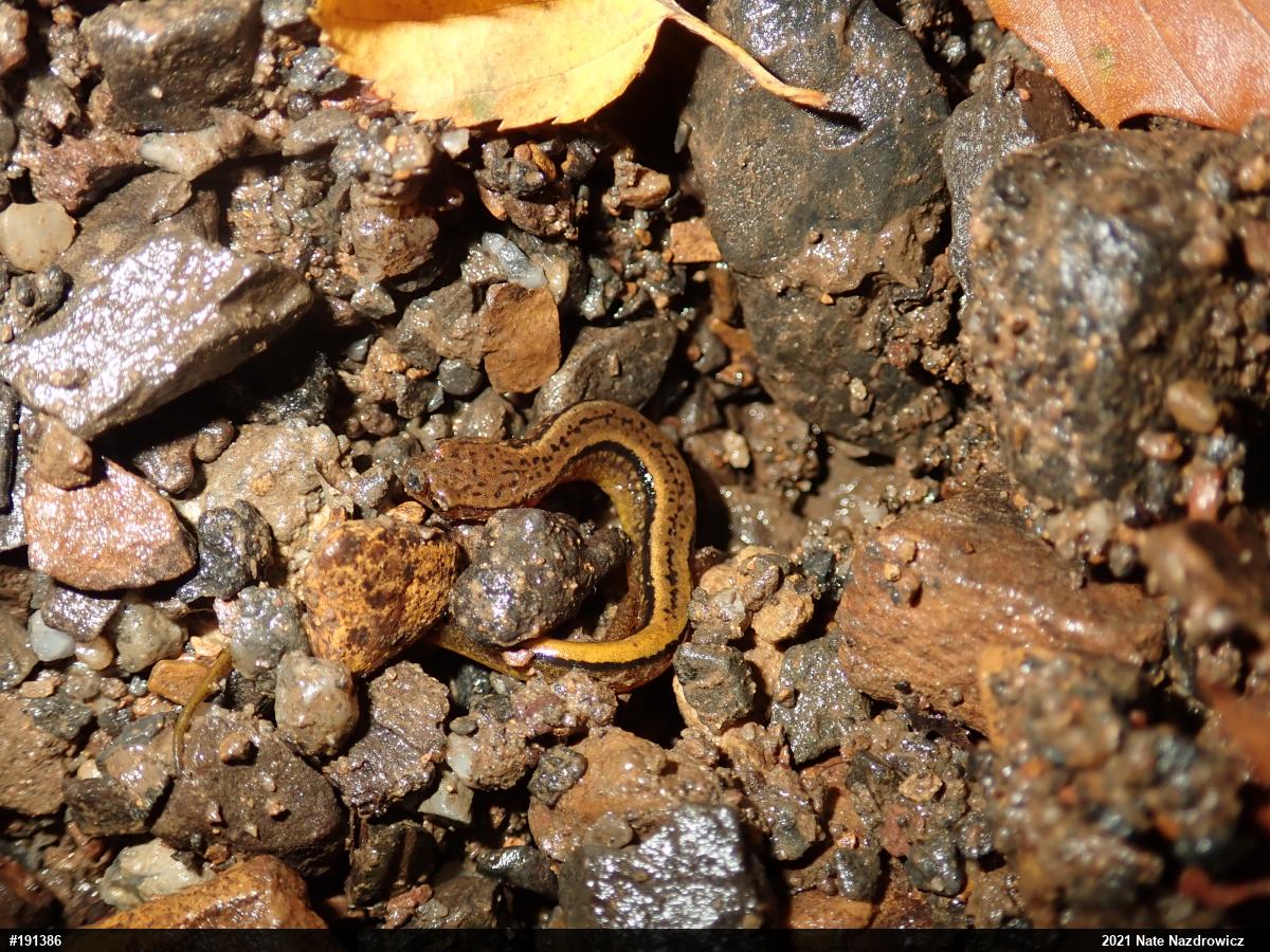 Northern Two-lined Salamander