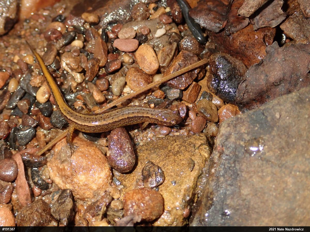 Northern Two-lined Salamander