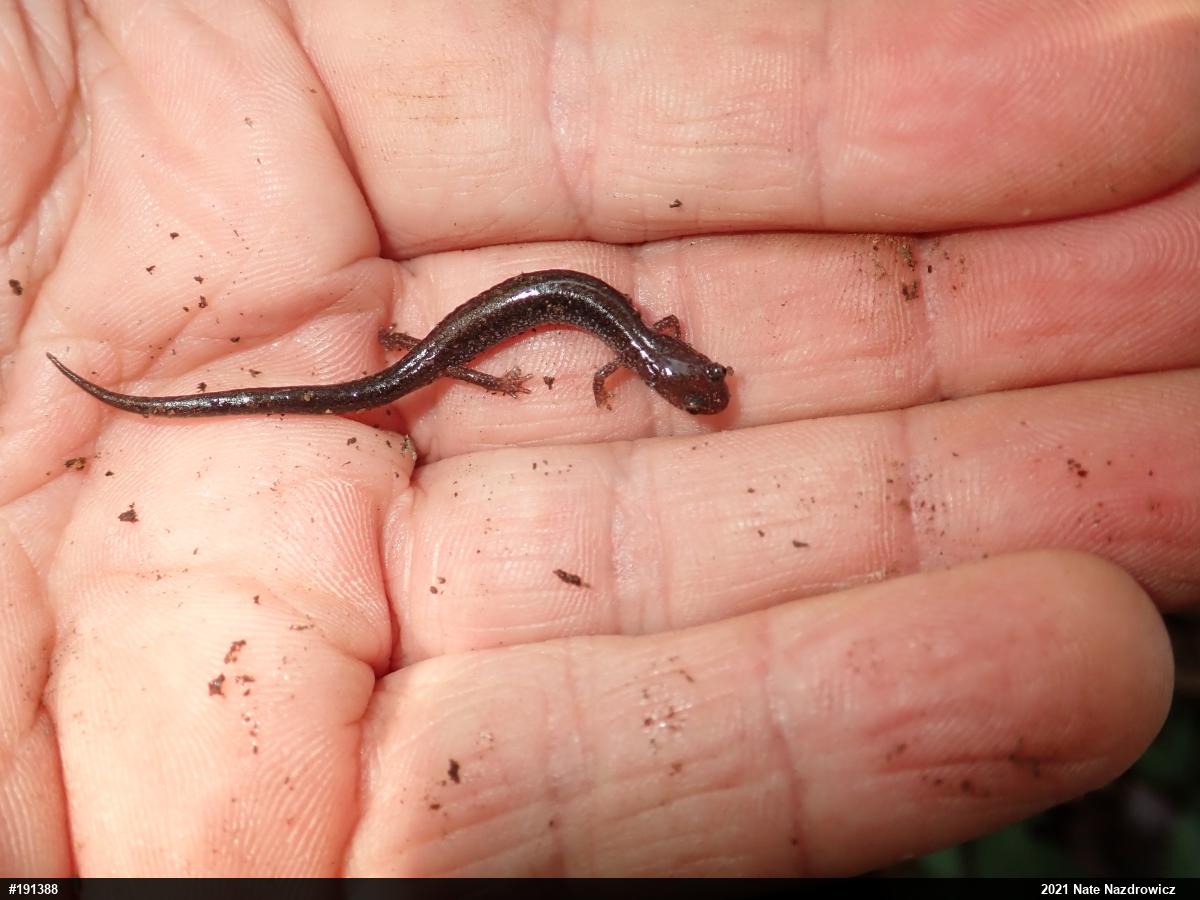 Eastern Red-backed  Salamander