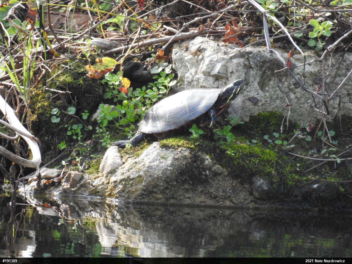 Painted Turtle