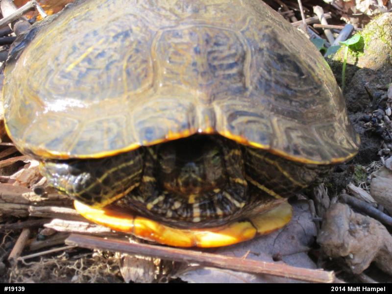 Pond Slider