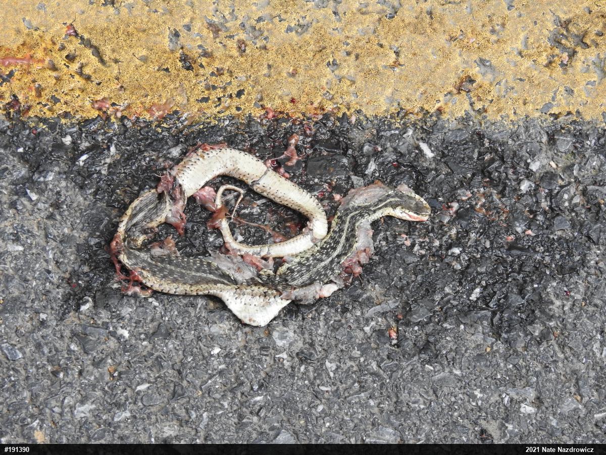 Eastern Gartersnake
