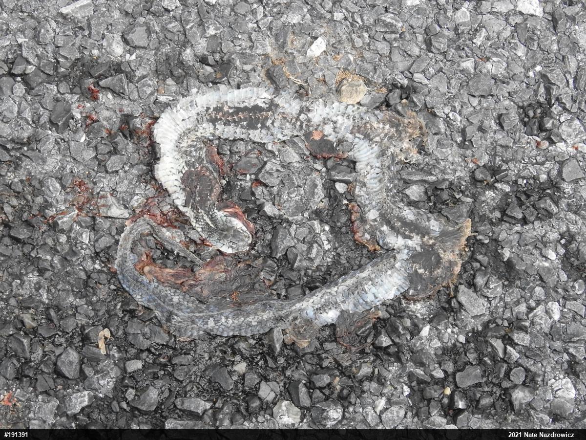 Eastern Gartersnake