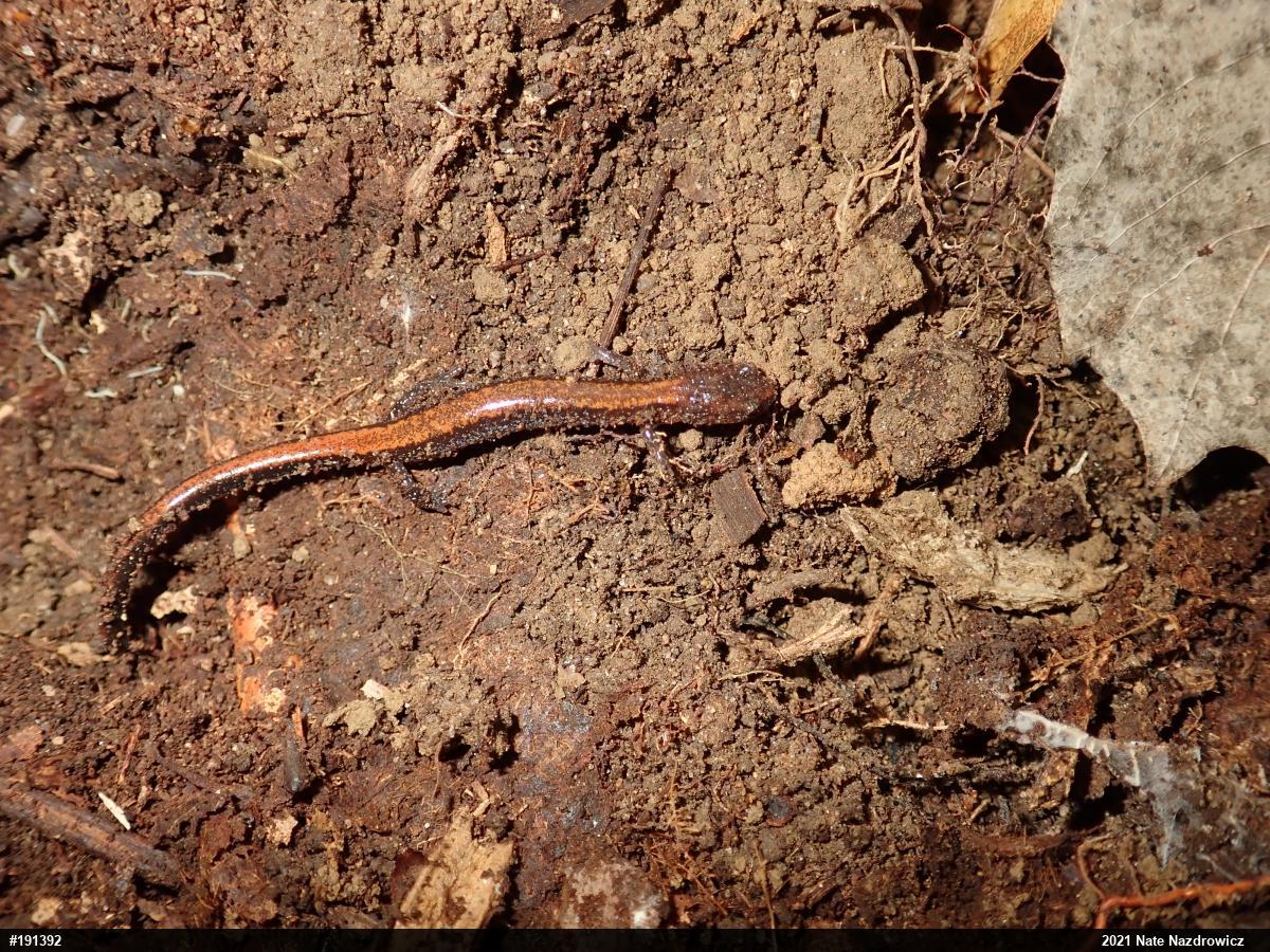 Eastern Red-backed  Salamander