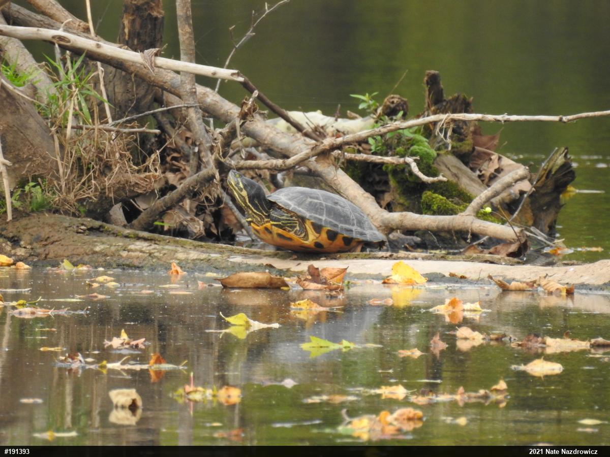 Red-eared Slider