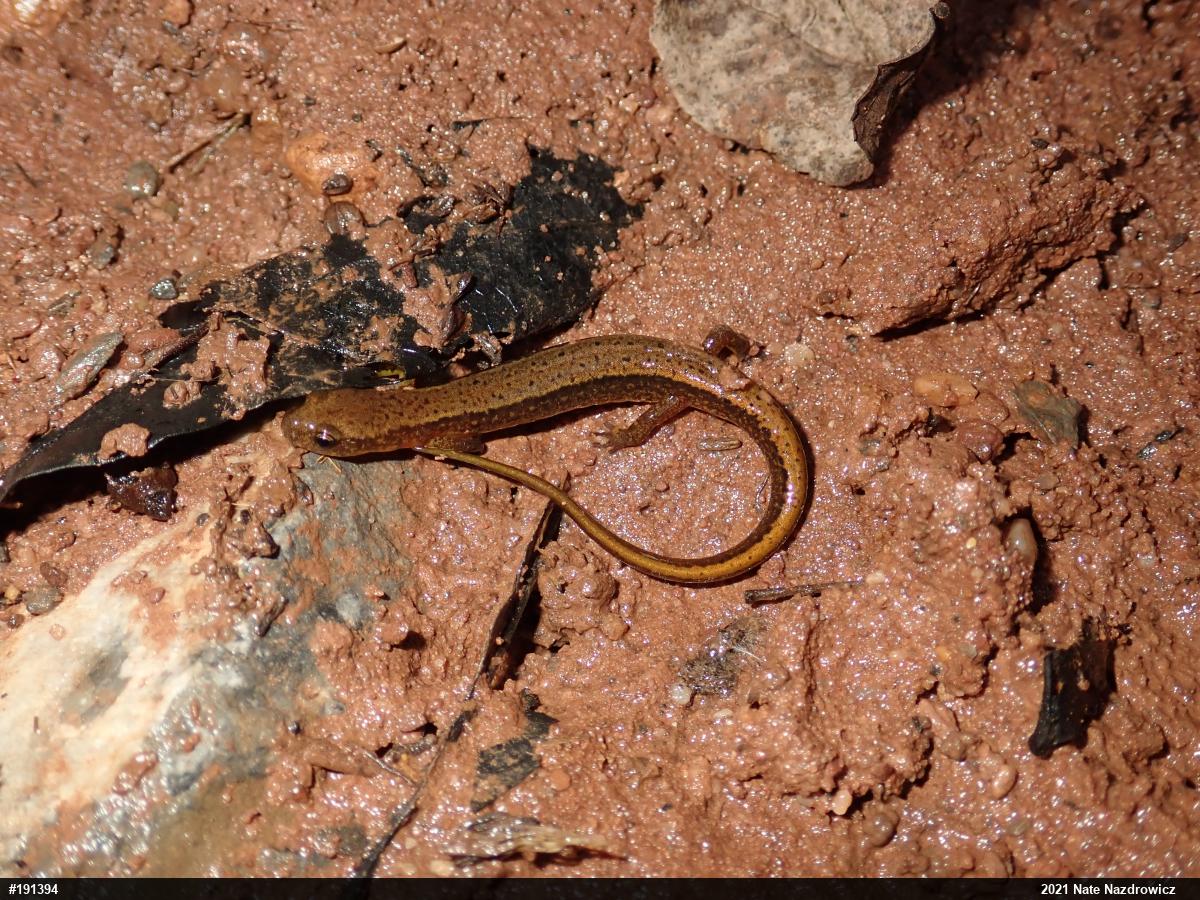 Northern Two-lined Salamander