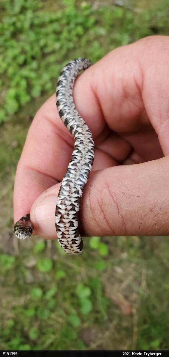 Northern Watersnake