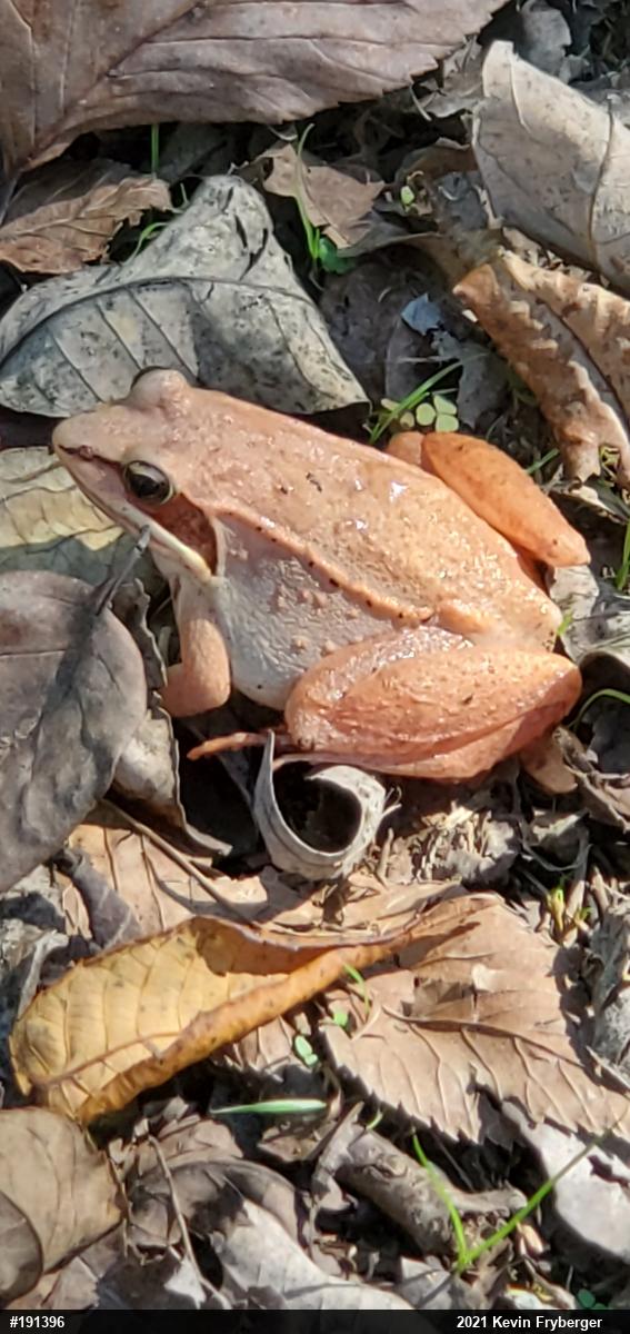 Wood Frog