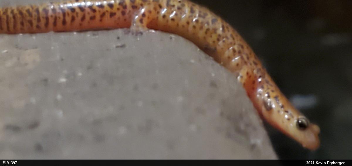 Eastern Long-tailed Salamander