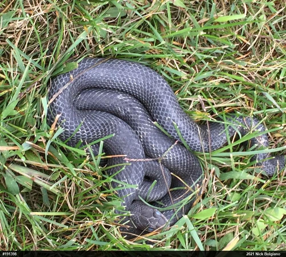 Eastern Ratsnake
