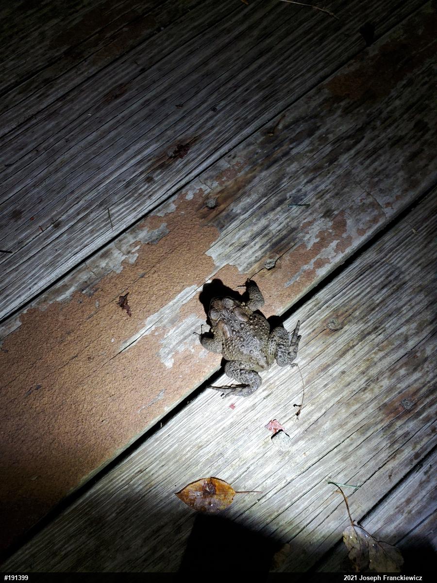 Eastern American Toad