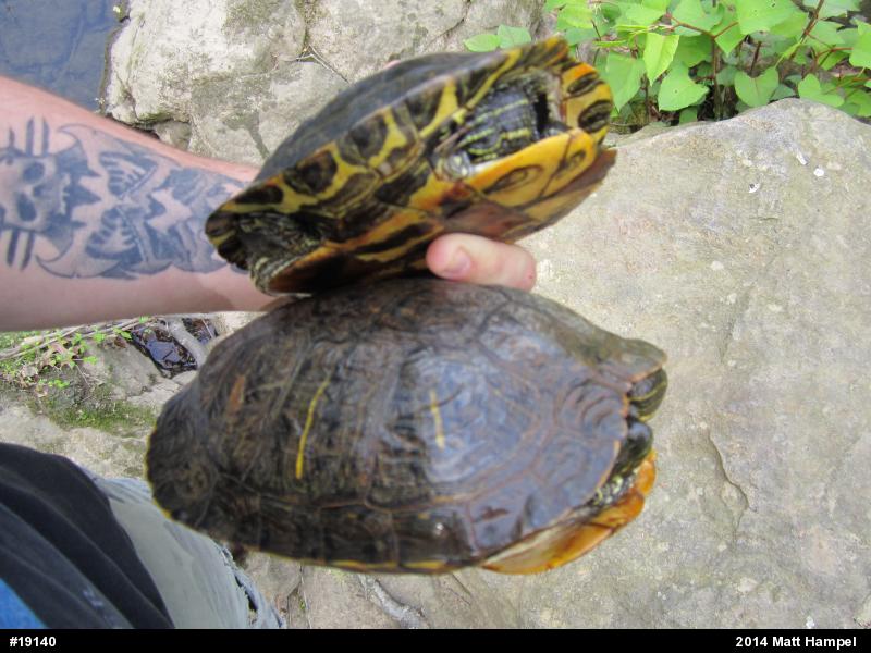 Red-eared Slider