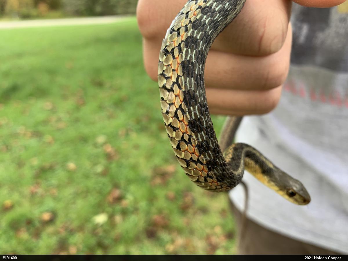 Eastern Gartersnake